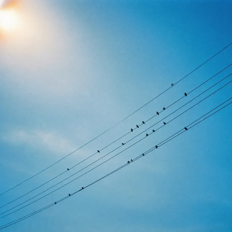 Telephone wires crossing a bright blue summer sky, a scatter of birds on the wire, sunlight flaring at the edge.